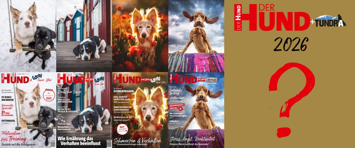 Collage: Gewinner-Hundefotos DER HUND-Cover Contest, daneben ein Platz für 2026.