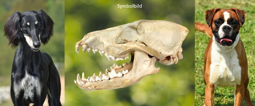 Collage mit Saluki, Hundeschädel als Symbolbild und Boxer.