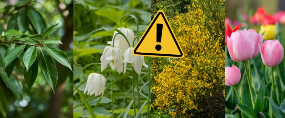 Collage mit vier Gartenpflanzen und einem gelben Warnsymbol für mögliche Gefahren für Hunde.