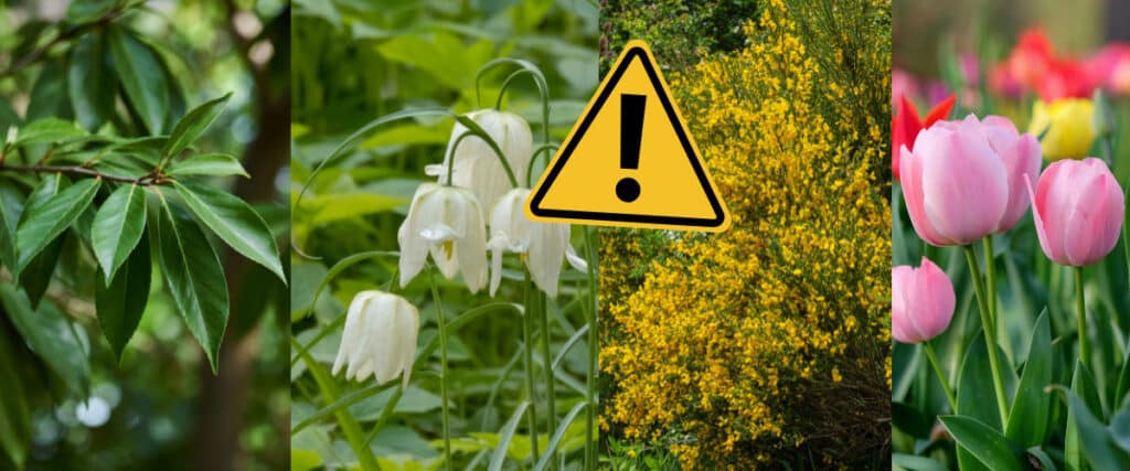 Collage mit vier Gartenpflanzen und einem gelben Warnsymbol für mögliche Gefahren für Hunde.