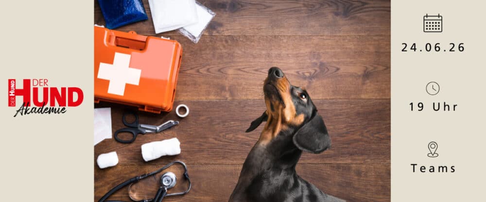 Grafik: Hund blickt neben Erste-Hilfe-Set nach oben, daneben Infos zu Webtalk der HUND Akademie am 24.06.26.