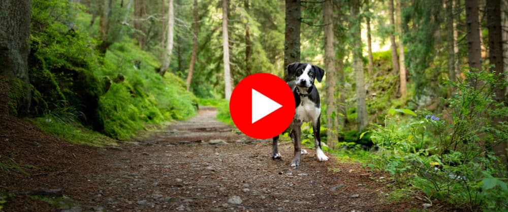 Hund steht auf einem Waldweg und schaut mit schiefgelegtem Kopf in die Kamera.