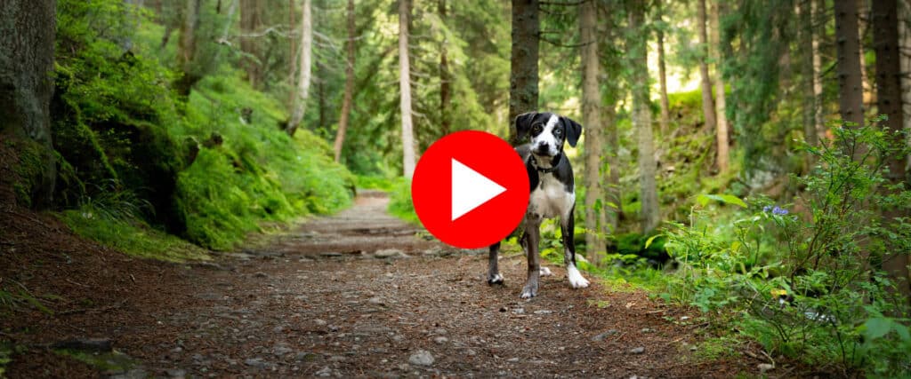 Hund steht auf einem Waldweg und schaut mit schiefgelegtem Kopf in die Kamera.