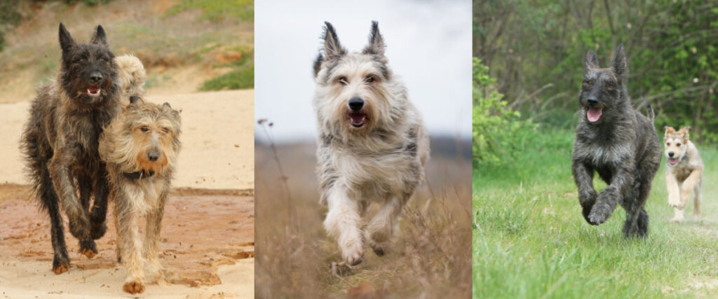Collage mit Berger de Picardie: mehrere rauhaarige Hunde laufen durch Sand, Wiese und Feld
