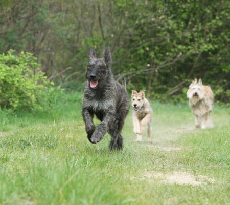 Drei Berger de Picardie laufen über eine Wiese, vorn ein dunkler erwachsener Hund
