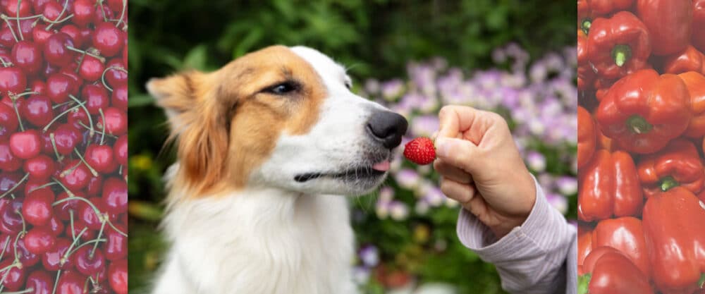 Collage mit Hund und Obst sowie Gemüse, Kirschen, Erdbeere und Paprika