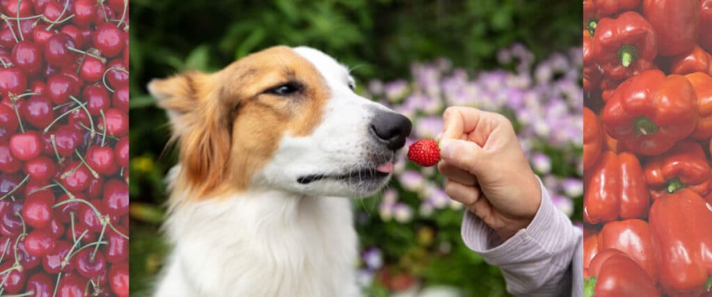 Collage mit Hund und Obst sowie Gemüse, Kirschen, Erdbeere und Paprika