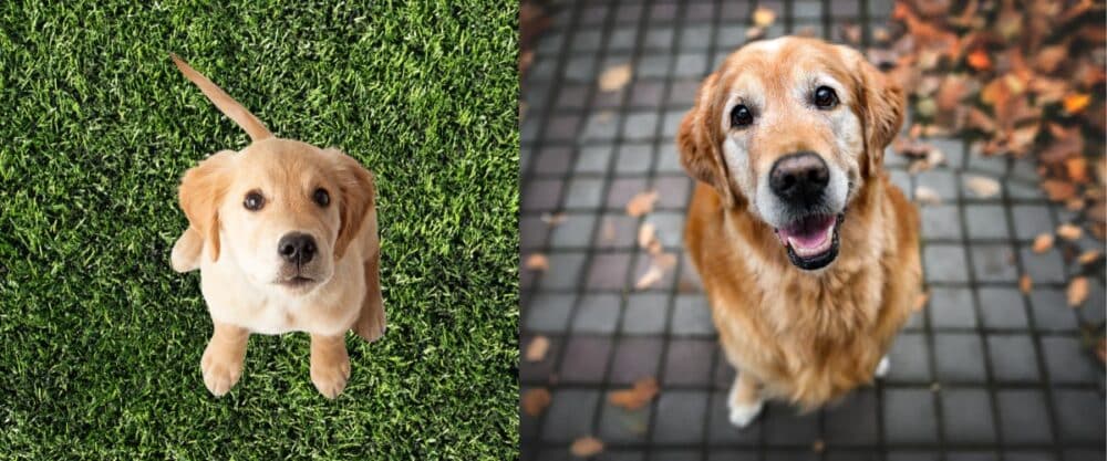 Collage mit hellem Retriever-Welpen auf Gras und älterem Golden Golden Retriever auf herbstlichem Gehweg