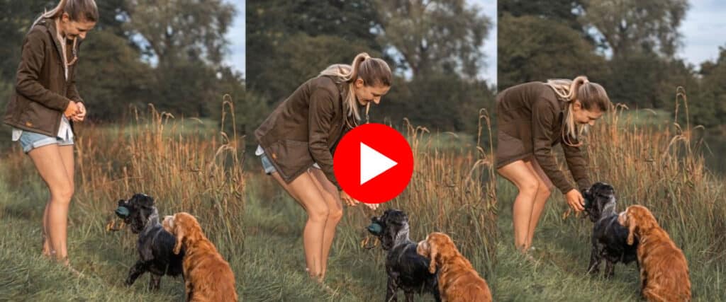 Collage: Veronika Rothe trainiert mit ihren Spaniels und Hundepfeife; einer bringt einen Dummy; mittig ein Play-Symbol fürs Video.