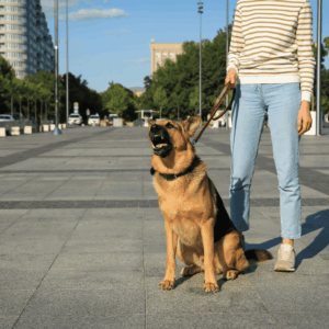 Aufzeichnung Webtalk »Der reaktive Hund«