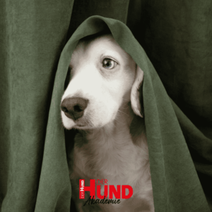 Aufzeichnung Webtalk »Geräuschangst und Silvester: Was sensiblen Hunden hilft«