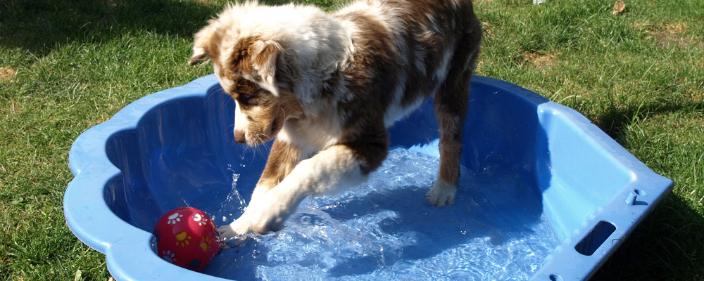 Hund spielt im flachen blauen Planschbecken im Garten und patscht nach einem roten Ball im Wasser.