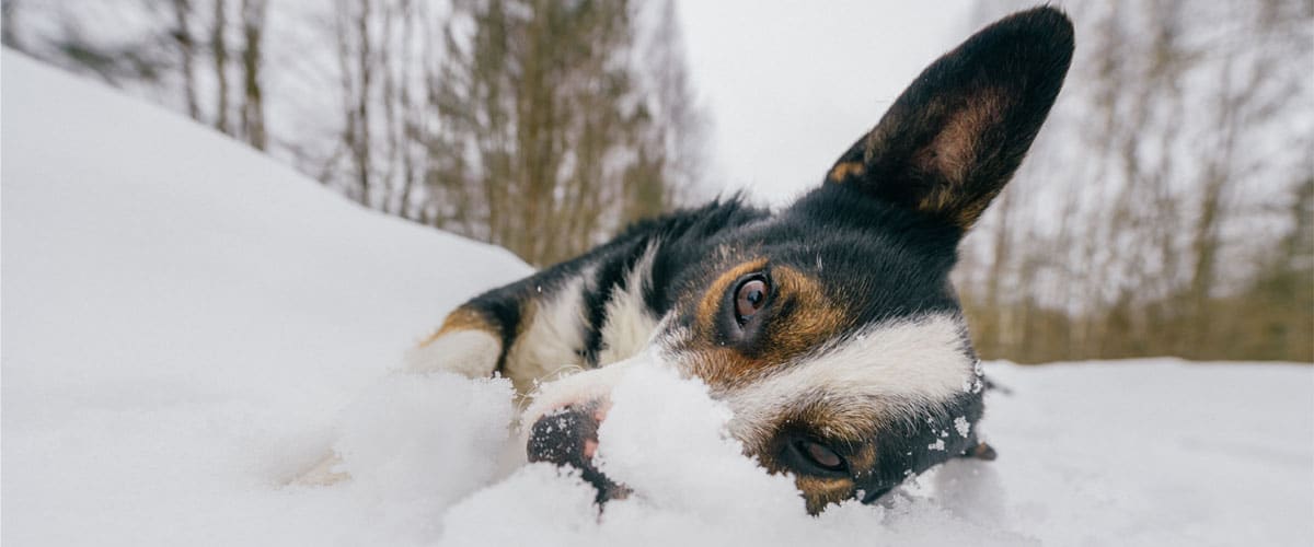 Nahaufnahme: Ein Corgi liegt auf der Seite im Schnee und schaut zur Kamera.