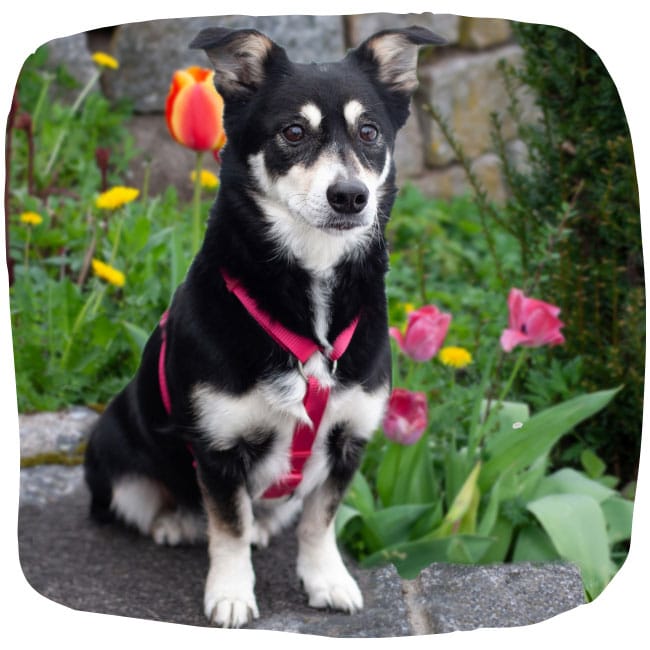 Schwarz-weiße Hündin Jessymaus sitzt vor blühenden Tulpen.