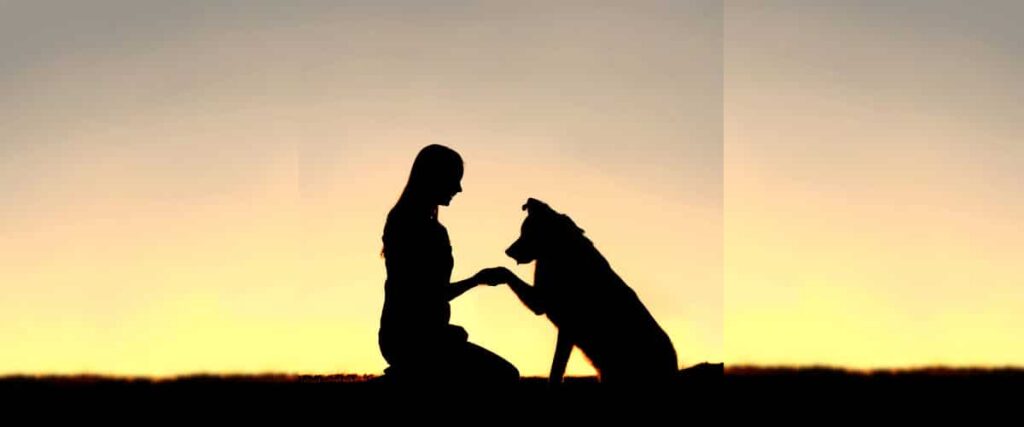 Silhouette von Mensch und Hund beim Pfötchengeben vor gelb leuchtendem Abendhimmel.