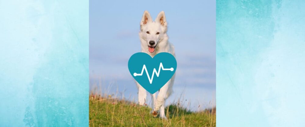 Weißer Hund läuft über eine Wiese, darüber ein türkisfarbenes Herz mit Herzschlag-Symbol.