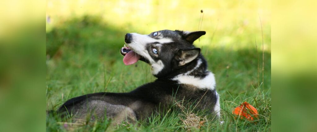 Diese Tipps für den Sommer mit Hund solltest du kennen und berücksichtigen!