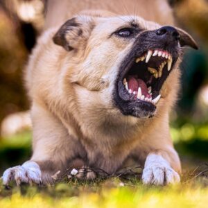 Aggression und Aggressionsverhalten bei Hunden