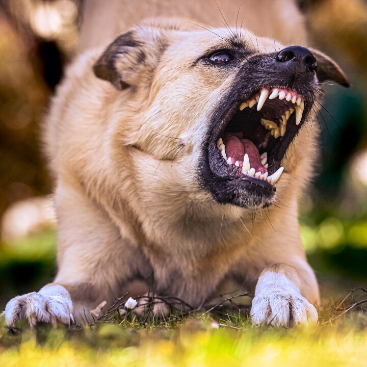 Aggression und Aggressionsverhalten bei Hunden