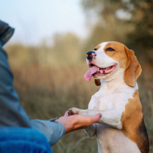 Nonverbale Kommunikation – Hunde verstehen ohne Worte