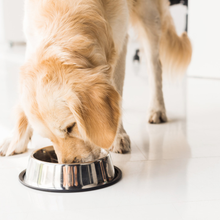 Hundeernährung – Gewusst wie!