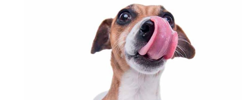 Nahaufnahme eines kurzhaarigen Terriers, der sich mit der Zunge die Nase leckt.