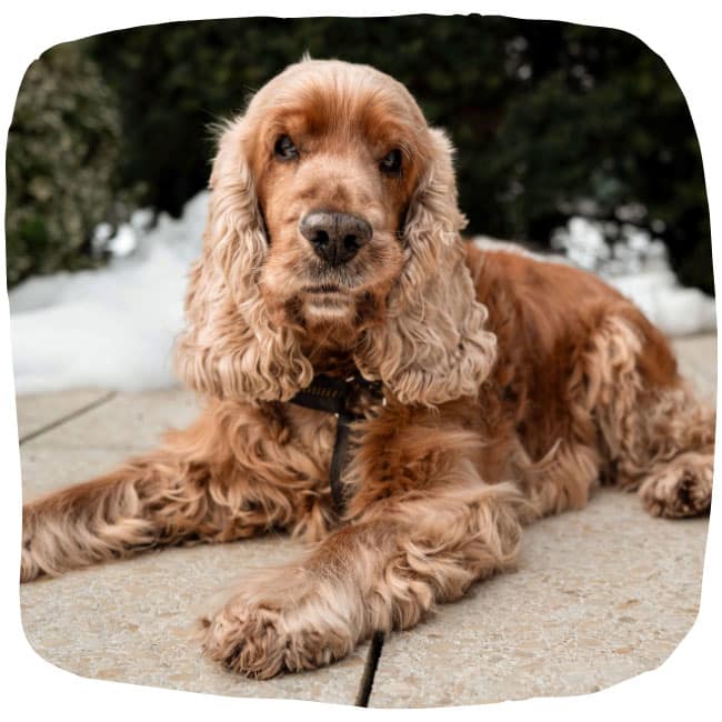Cocker Spaniel Benny Bub liegt auf hellbraunen Fließen draußen und schaut in die Kamera.