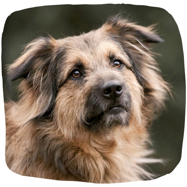 Sly: ein wuscheliger beige-braun-schwarzer Hund mit Schlappohren und braunen Augen, sucht ein Zuhause über die Tierhilfe Franken