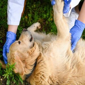 Erste Hilfe am Hund