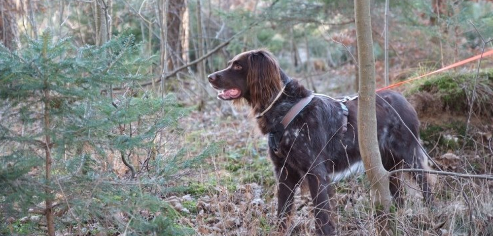 Deutsch Langhaar-Hündin Dixie steht im Wald. Sie trägt ein Geschirr und ist angeleint.
