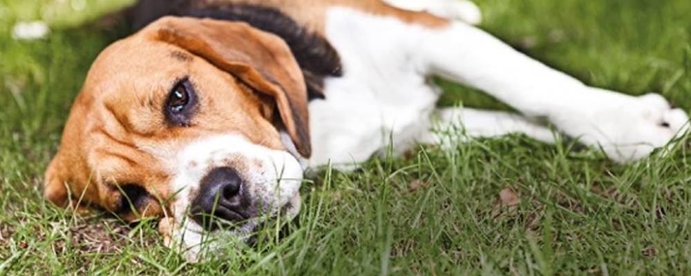 Beagle liegt entspannt auf der Wiese und schaut mit halb geöffneten Augen in die Kamera.