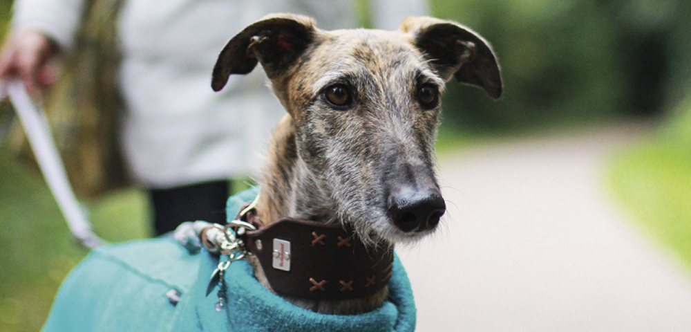 Stehender Galgo von vorn, Blick ins Gesicht. Der Rüde ist angeleint und trägt einen Mantel.