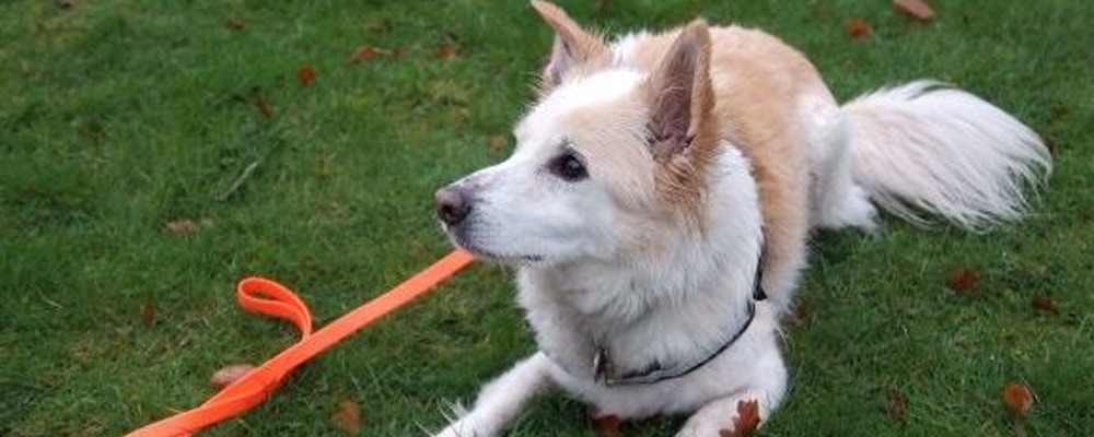 Giftködersuchhund Scapolo, ein weiß-hellbrauner Mischling, liegt auf einer grünen Wiese