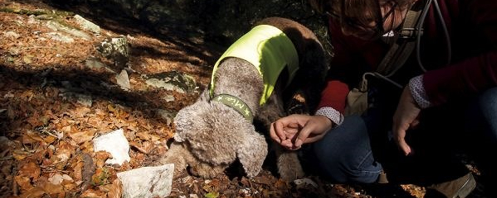 Lagotto Mia sucht am sonnenlichtdurchfluteten Waldboden mit Laub nach Trüffeln, neben ihr in der Hocke: Frauchen Corinna.