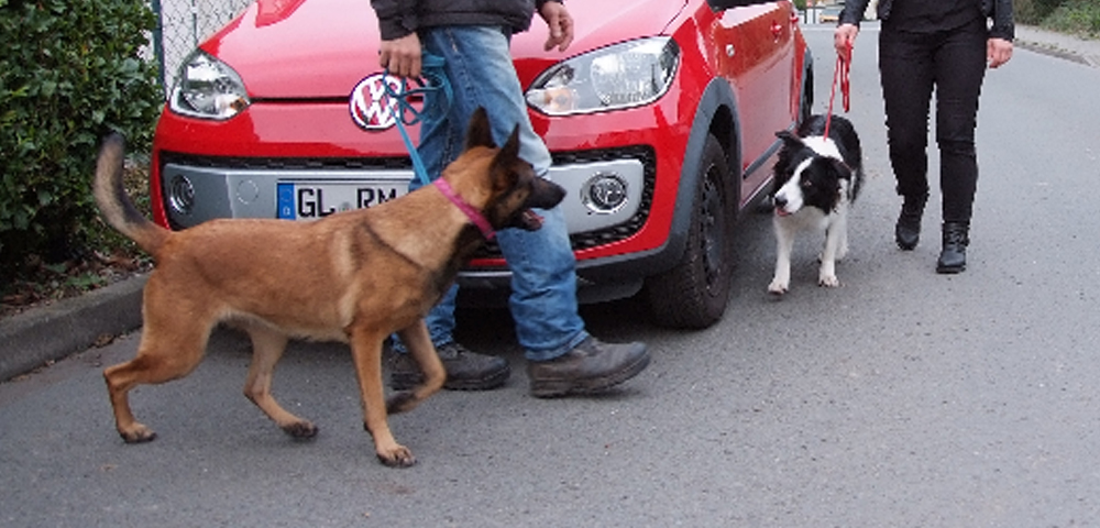 Border Collie wird seitlich an parkendem roten Auto vorbeigeführt und trifft dabei auf einen belgischen Schäferhund.