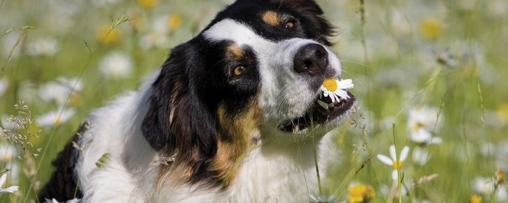 Hund sitzt in einer Blumenwiese und nimmt eine weiße Blüte zwischen den Zähnen.