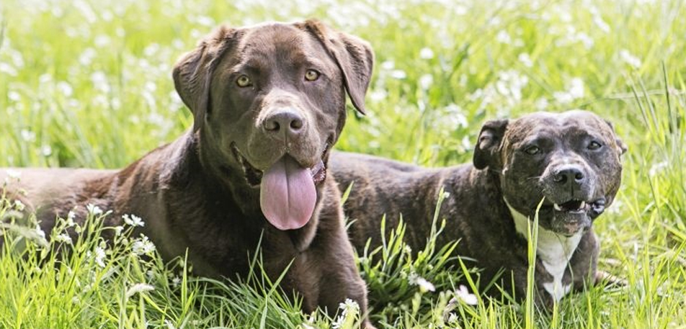 Zwei Hunde liegen im Gras einer Wiese und blicken mit geöffnetem Maul in Richtung Kamera.