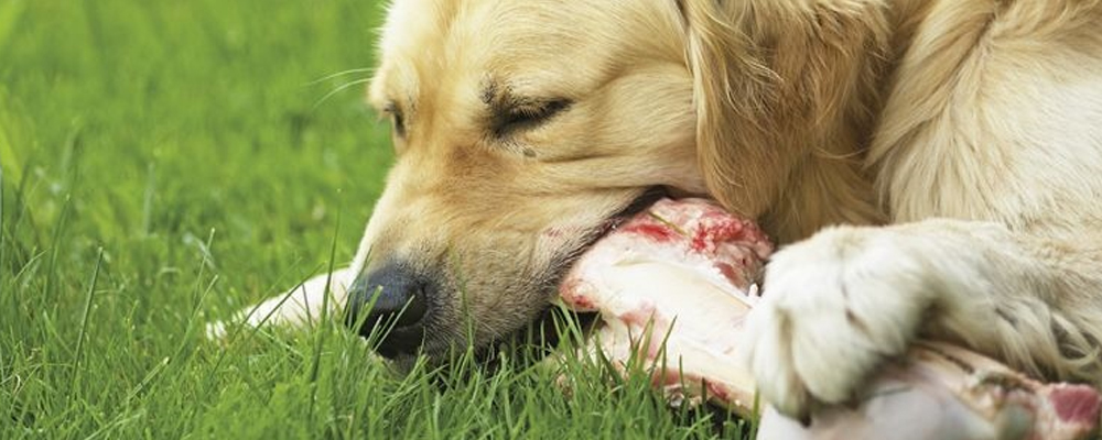 Golden Retriever kaut auf großen, rohen Knochen im Gras.