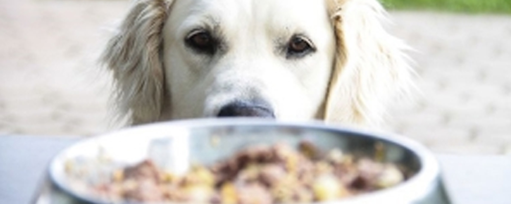 Hund blickt gespannt auf einen Napf mit Futter