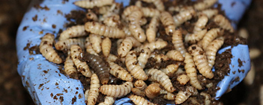 Hand in blauem Handschuh hält eine große Menge hellbeiger Larven mit Erde und Futterresten.