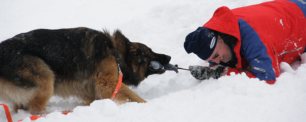 Ein Schäferhund bei der Ausbildung zum Lawinenhund zergelt im Schnee mit seinem Halter