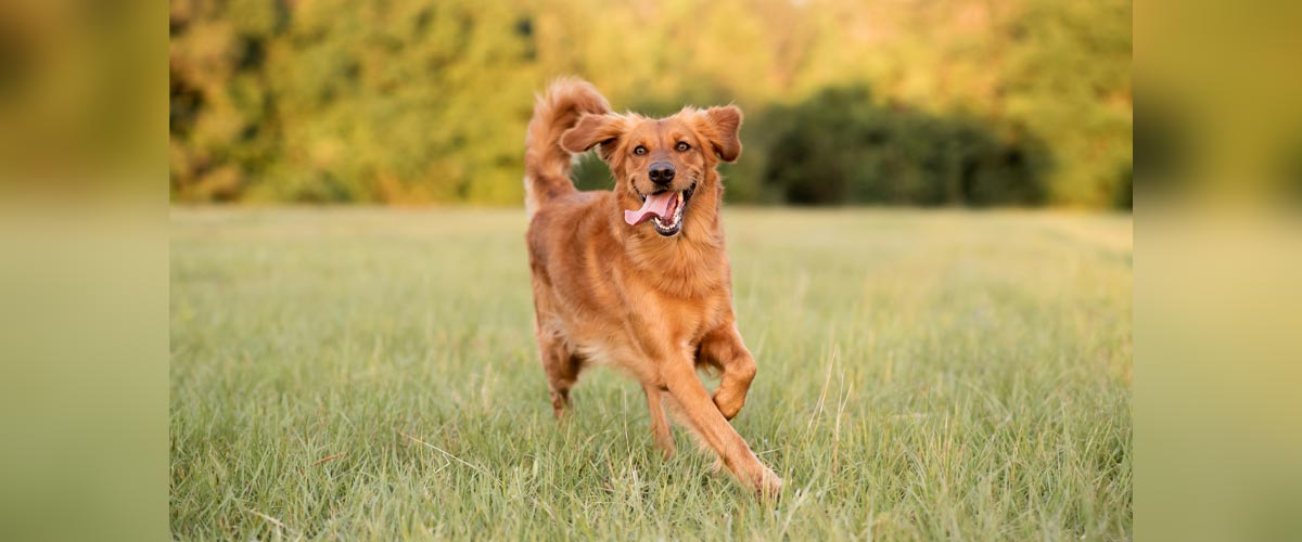 **Alternativtext:** Rennender Retriever auf einer Wiese mit aufmerksamem Blick und wehenden Ohren