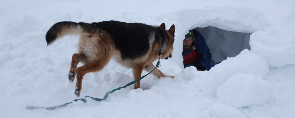 Schäferhund an Leine entdeckt im tiefen Schnee einen Menschen in einer gegrabenen Schneehöhle.