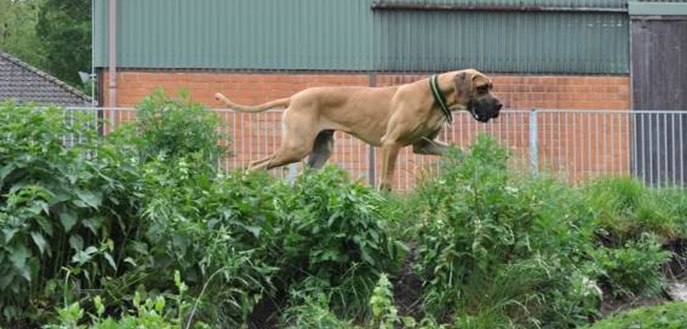 Deutsche Dogge läuft an einem Zaun entlang durch dichtes Grün vor einem Gebäude mit Ziegel- und Blechfassade.