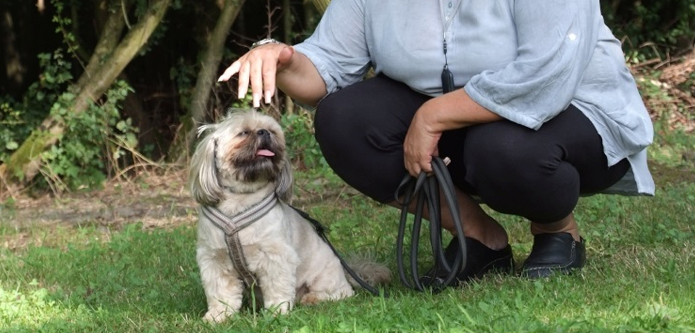 Person hockt auf einer Wiese neben kleinem Hund an der Leine und streichelt ihm beruhigend über den Kopf.