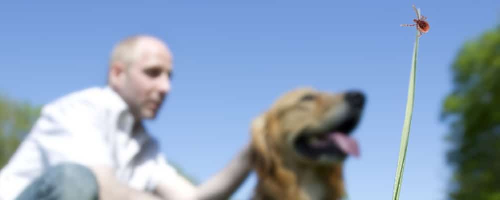 Unscharfer Mensch mit Hund im Hintergrund, vorne sitzt eine Zecke auf einem Grashalm vor blauem Himmel.
