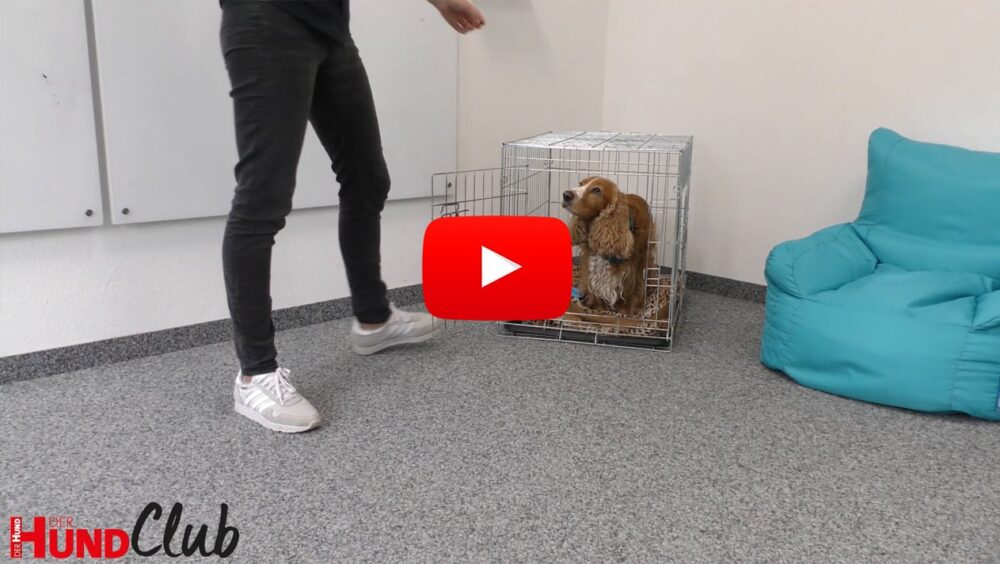 Cocker Spaniel Barney steht in einer offenen Hundebox. Davor sind die Beine von seinem Frauchen Veronike zu sehen.