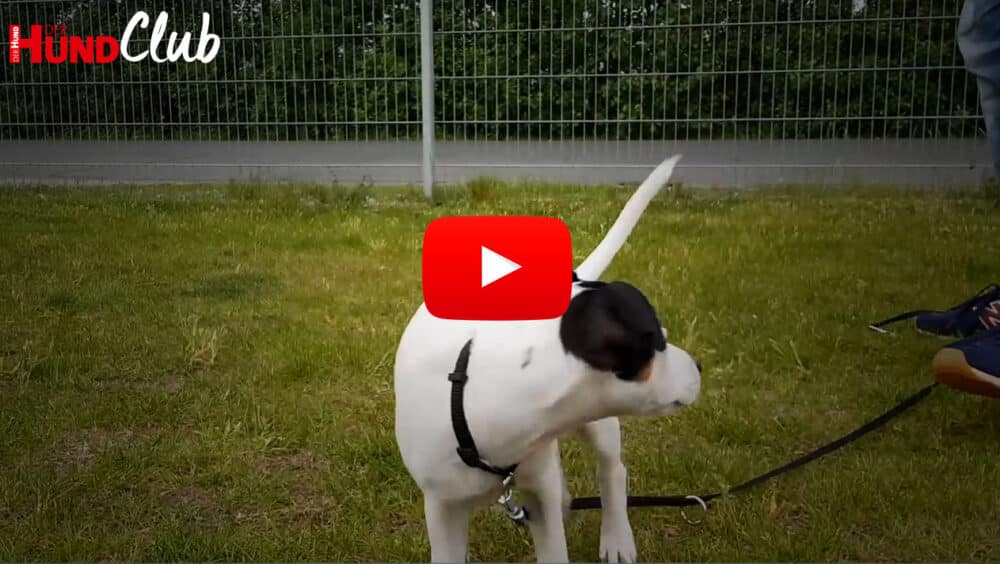 Thumbnail eines Videos: Junger Terrier auf einer eingezäunten Wiese.