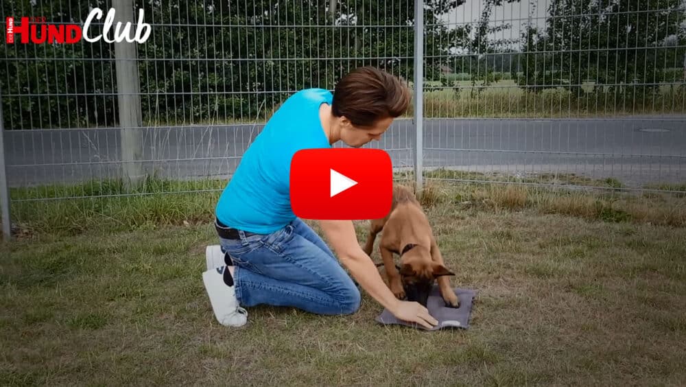 Raphaela Niwerth kniet auf einer Wiese und hält eine Hand auf eine kleine Matte. Ein Schäferhundwelpe ist mit der Nase an der Hand.