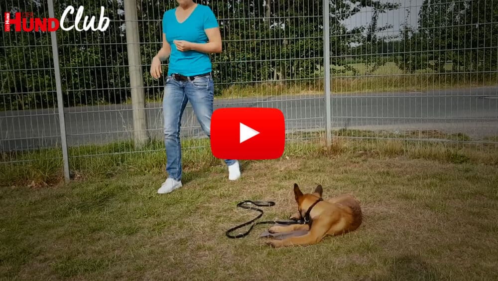 Ein junger Schäferhund liegt auf einer Wiese, im Hintergrund steht eine Person.